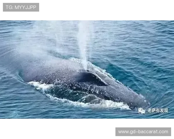 七日世界鲸鱼喷泉装饰设计灵感与打造技巧全解析